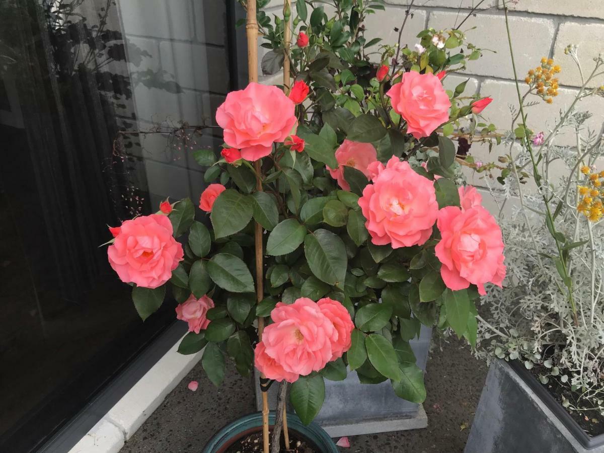 Arohanui Rural Retreat B&B タウランガ エクステリア 写真